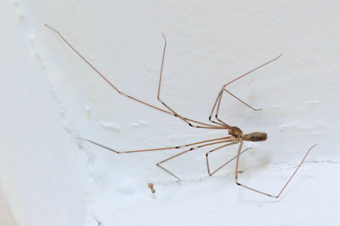 Daddy-long-legs spider (Pholcus phalangioides) - Professional Pest