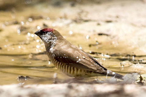 plum-headed%20finch%2003.jpg