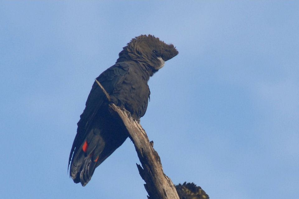 similar glossy black cockatoo