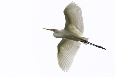 Eastern Great Egret [Larry 2/7]