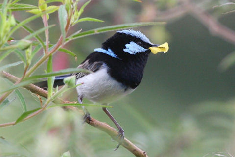 superb%20fairy-wren%2001.jpg