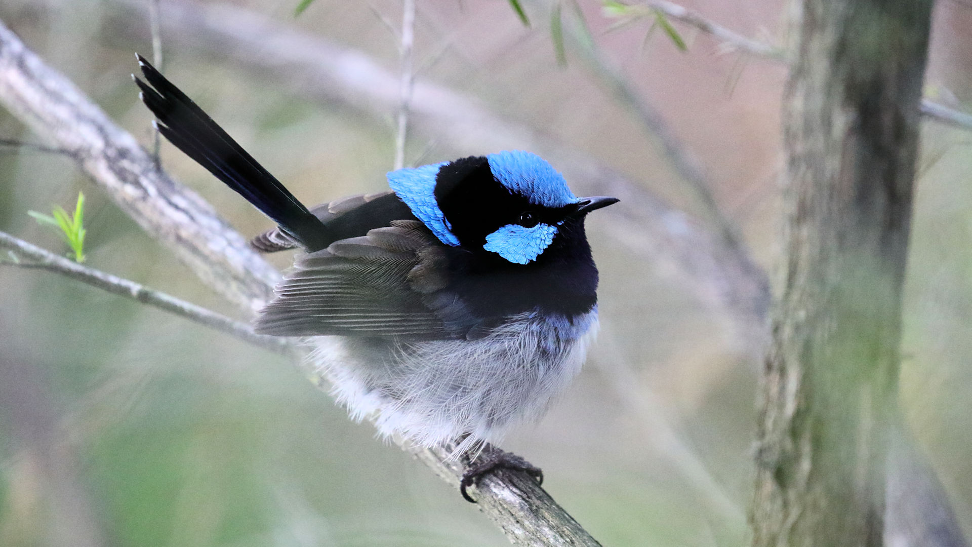 Superb Fairy-wren [Bushpea 10/24]