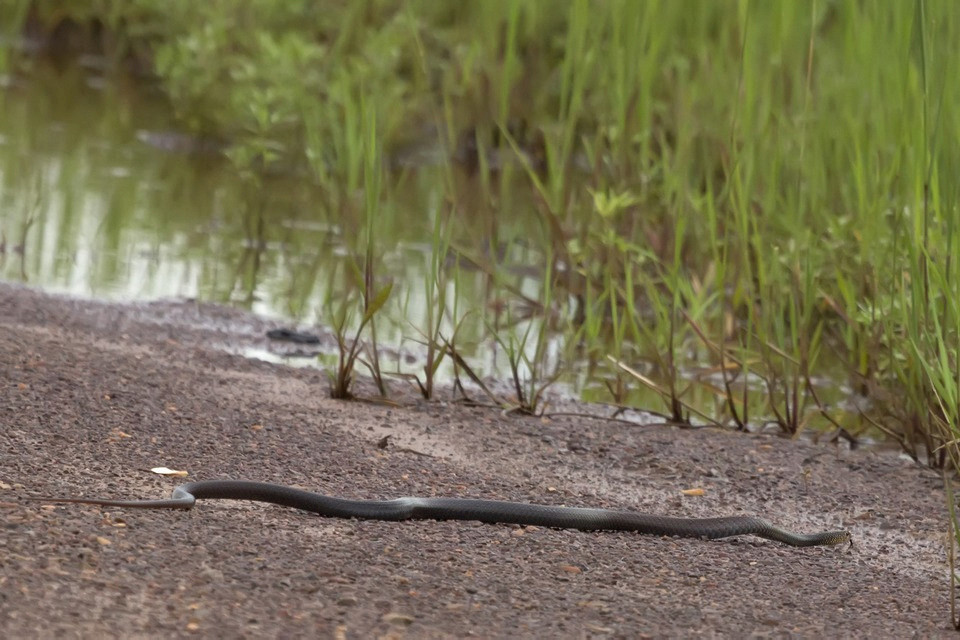 Slatey-grey Snake (Stegonotus cucullatus), Slatey-grey Snak…