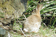 Rabbit pauses to examine intruder